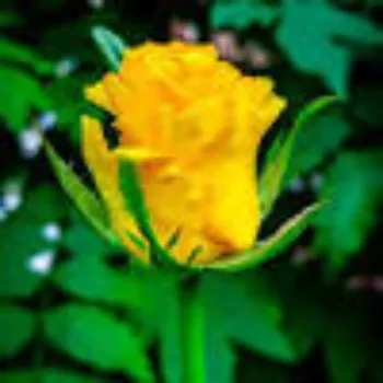 Yellow Rose